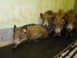 Keine Unterschiede im Infektionsverlauf zwischen Haus- und Wildschweinen. © Friedrich Loeffler Institut