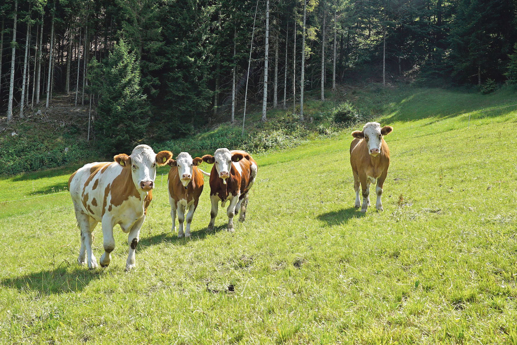 Oberstrumberg.jpg © Hatheier
