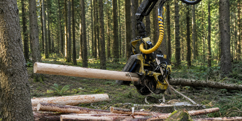 Harvesterentrindung © Hechenblaikner