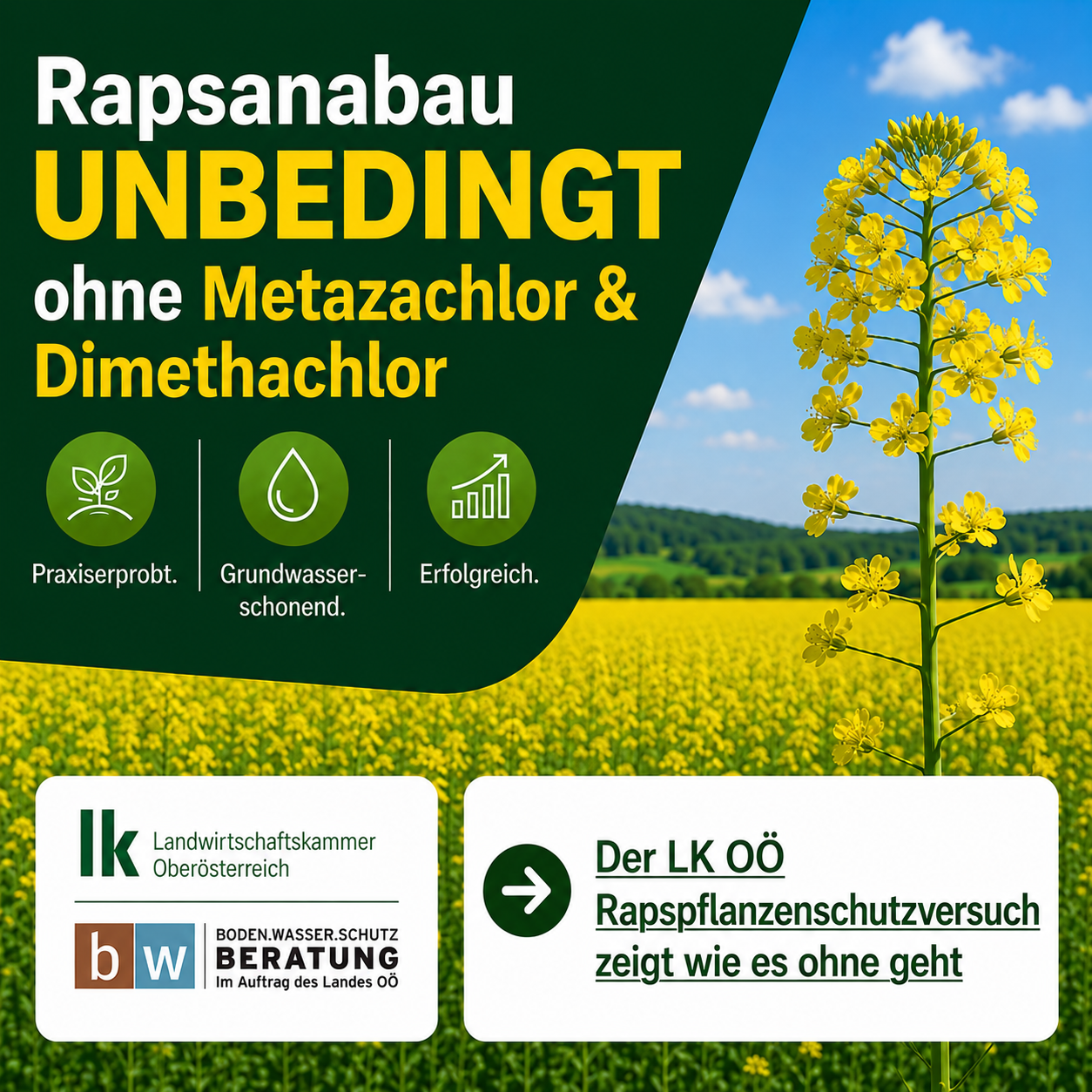 Raps PS ohne Metaza und Dimetha.png © BWSB