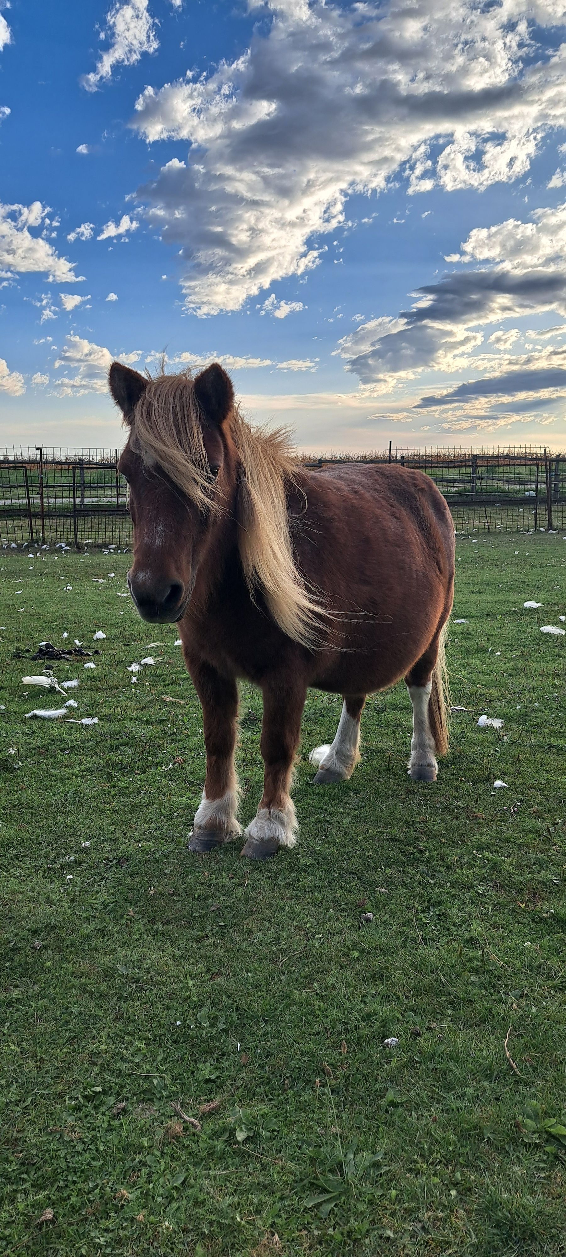 Pony.jpg © Höller/LK Bgld.