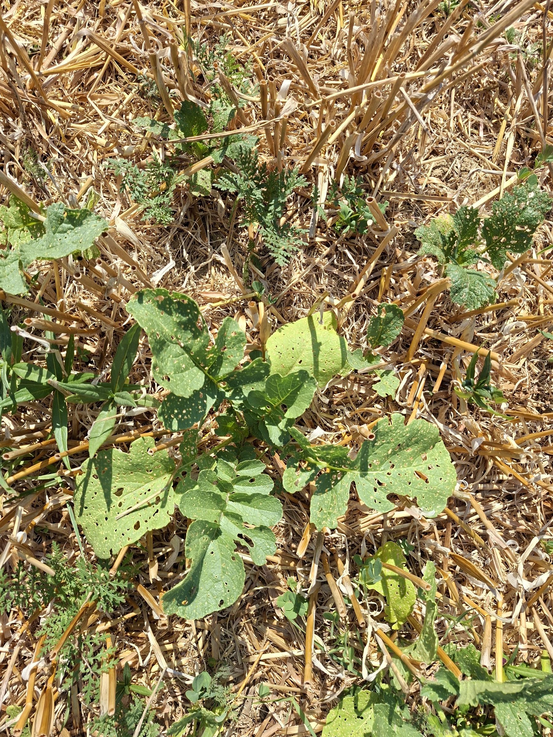 Zwischenfrucht-Drohnensaat-Versuch (Betrieb Dornauer, Steinhaus): verschiedene Mischungen im Vergleich; Drohnensaat am 26.06; Fotos vom 3.08.2026; 
Zwischenfazit positiv angesichts der trockenen/heißen Witterungsverhältnissen (19 mm Niederschlag seit der Aussaat). © BWSB