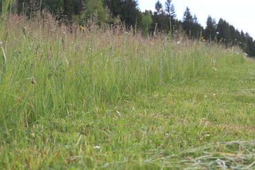 IMG_0670.jpg © LK Kärnten