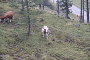 IMG_2690.jpg © LK Kärnten/Egger
