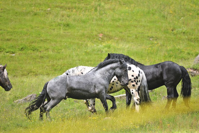 Wo vor 440 Jahren die Salzburger Pferdezucht begann.jpg © AdobeStock