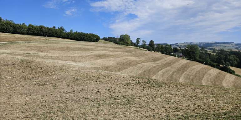 Dürre Grünland.jpg © Marco Horn/LK Niederösterreich