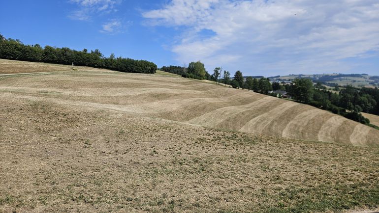 Dürre Grünland.jpg © Marco Horn/LK Niederösterreich