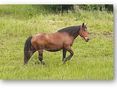 Mona - Norikerstute des Jahres 2025 (002) privat © privat