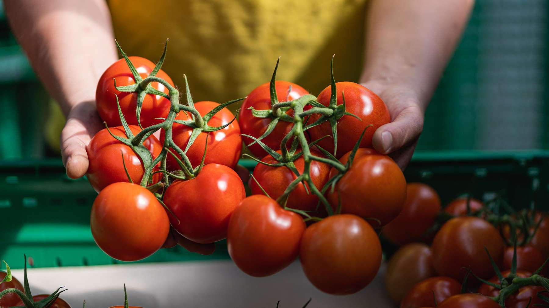 Tomaten © AMA-Marketing
