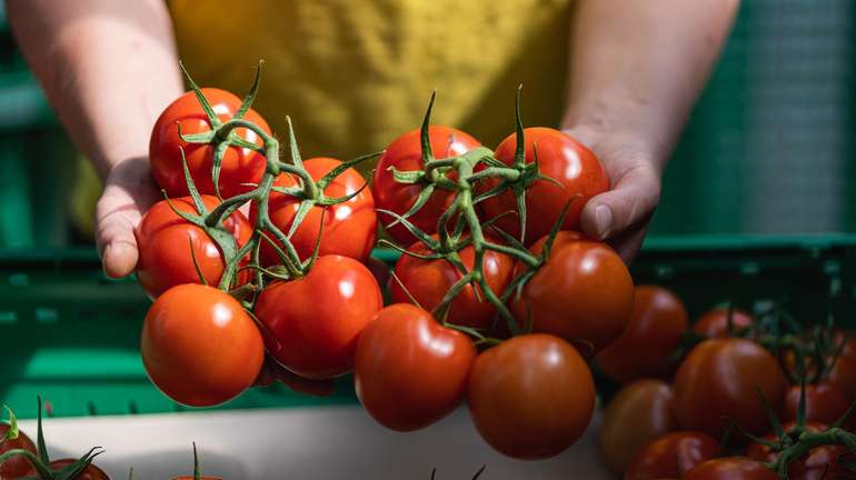 Tomaten © AMA-Marketing