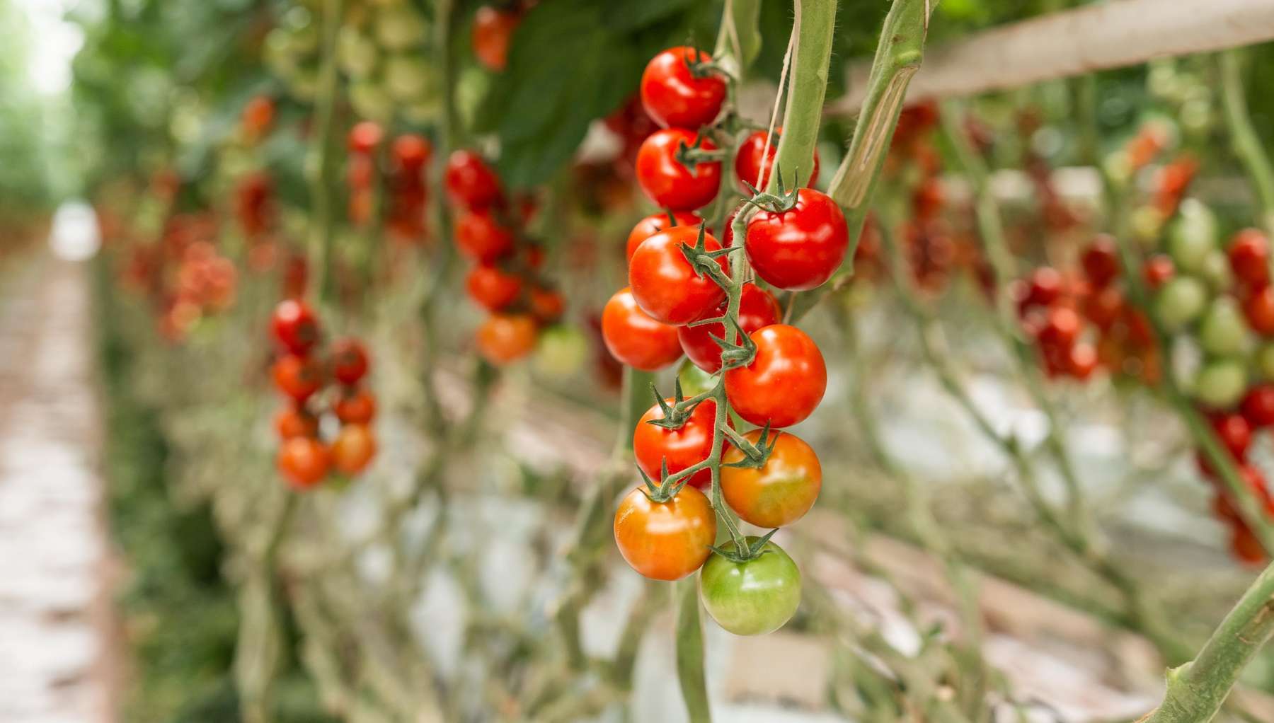 Tomaten © AMA-Marketing/Thomas Meyer