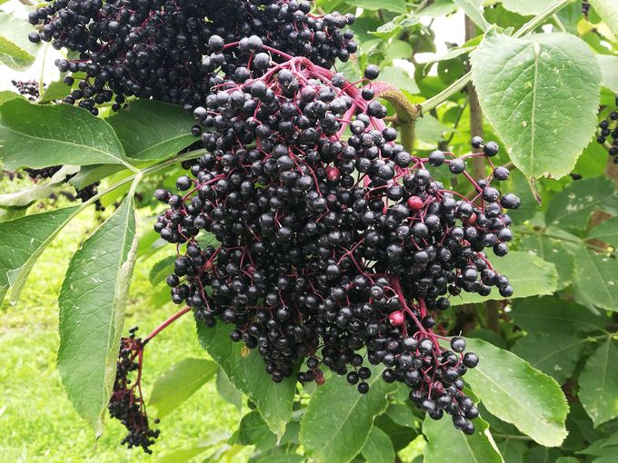 Holunderdolde.jpg © LK Steiermark