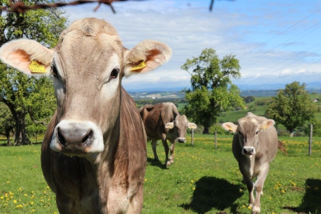 Braunviehkühe.jpg © Paula Pöchlauer-Kozel/LK Niederösterreich