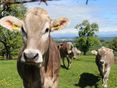 Braunviehkühe © Paula Pöchlauer-Kozel/LK Niederösterreich