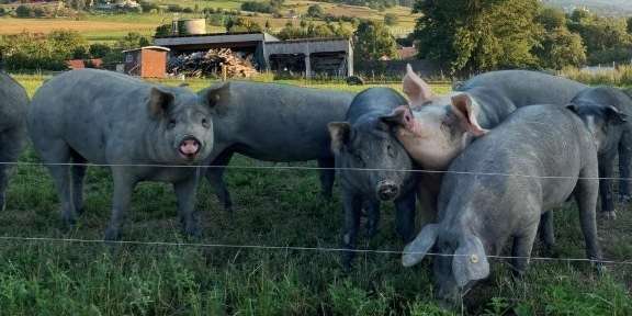 Freilandschweine .jpg © Helmuth Raser/LK Niederösterreich