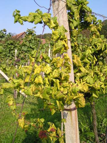 Goldgelbe Vergilbung © AGES/H. Reisenzein