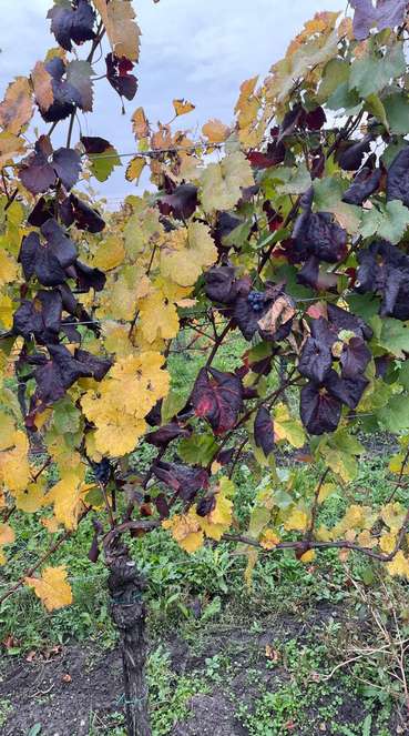 Goldgelbe Vergilbung © Daniel Pachinger/LK Burgenland