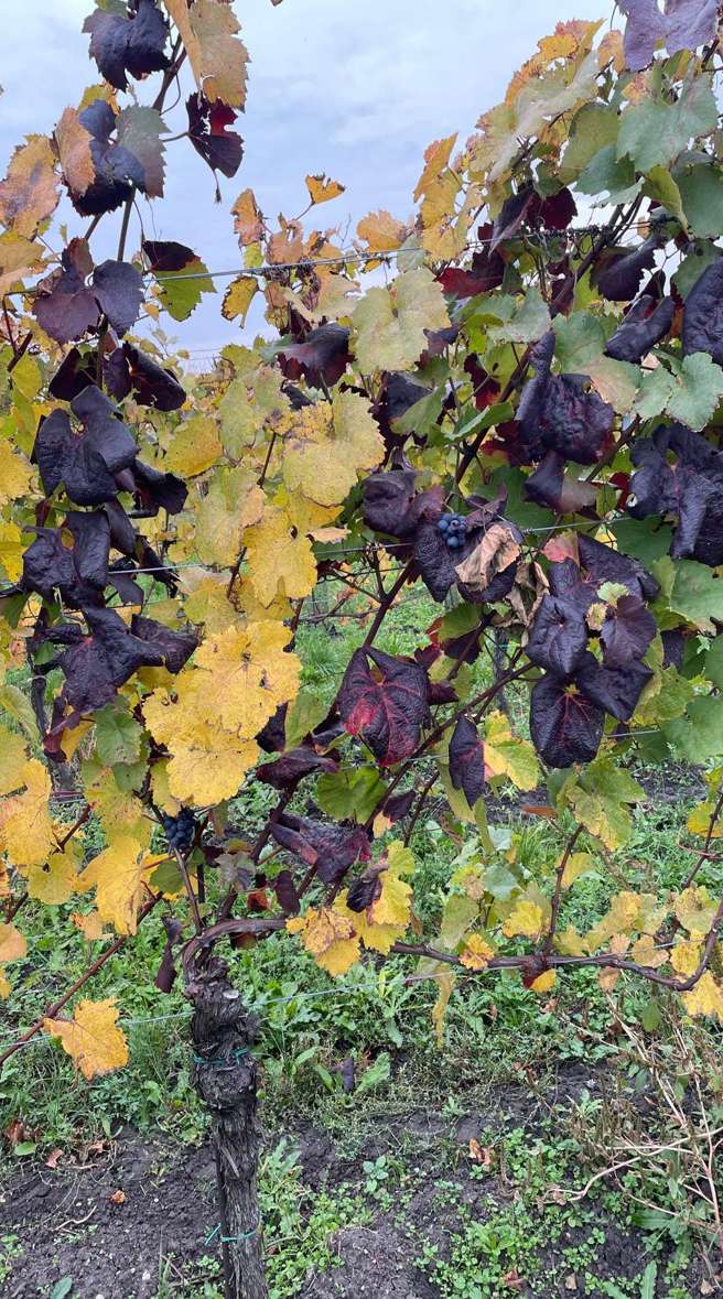 Goldgelbe Vergilbung © Daniel Pachinger/LK Burgenland