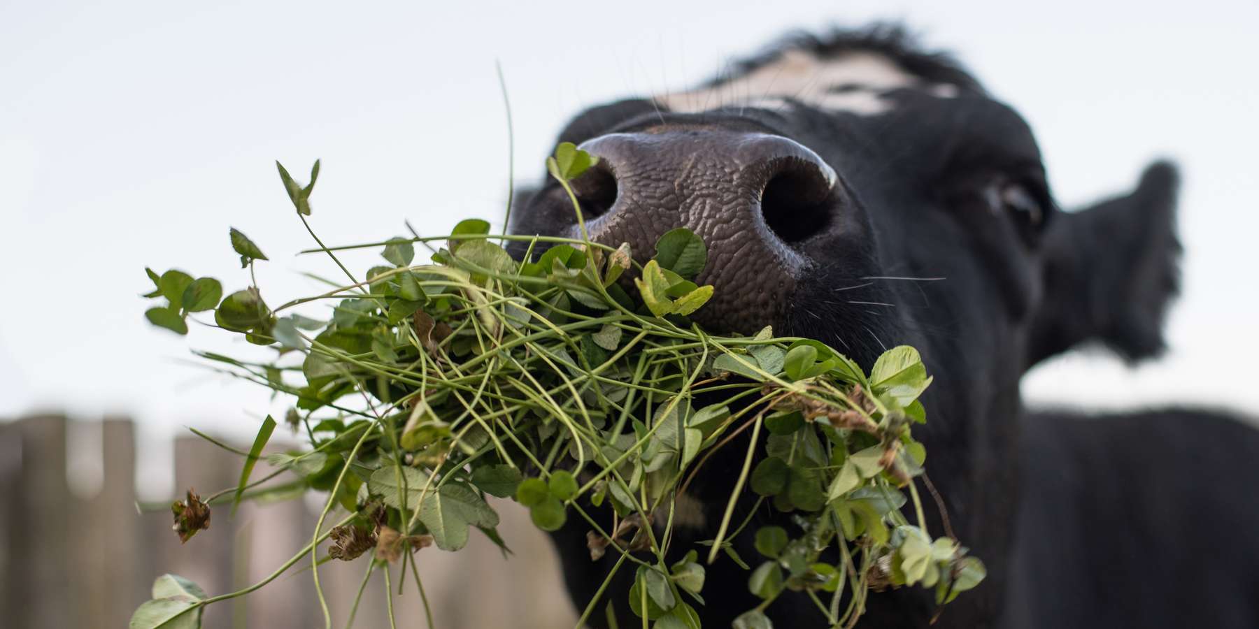 Kuh mit Gras © Adobe Stock