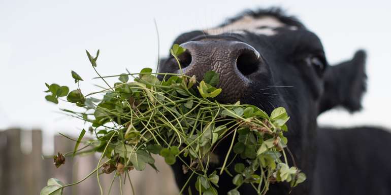 Kuh mit Gras © Adobe Stock