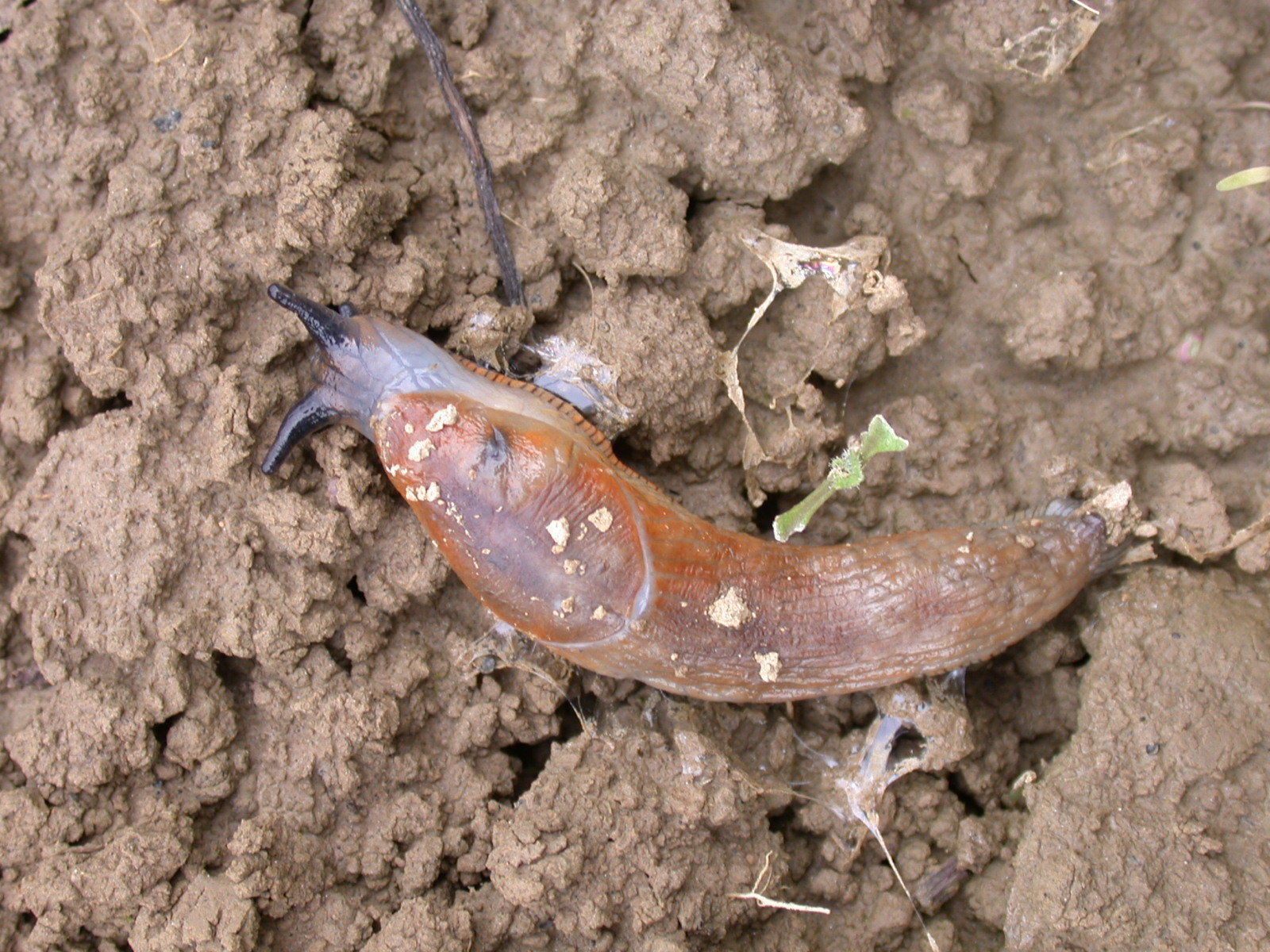 Raps-Span. Wegschnecke 2.jpg © LK OÖ/Köppl