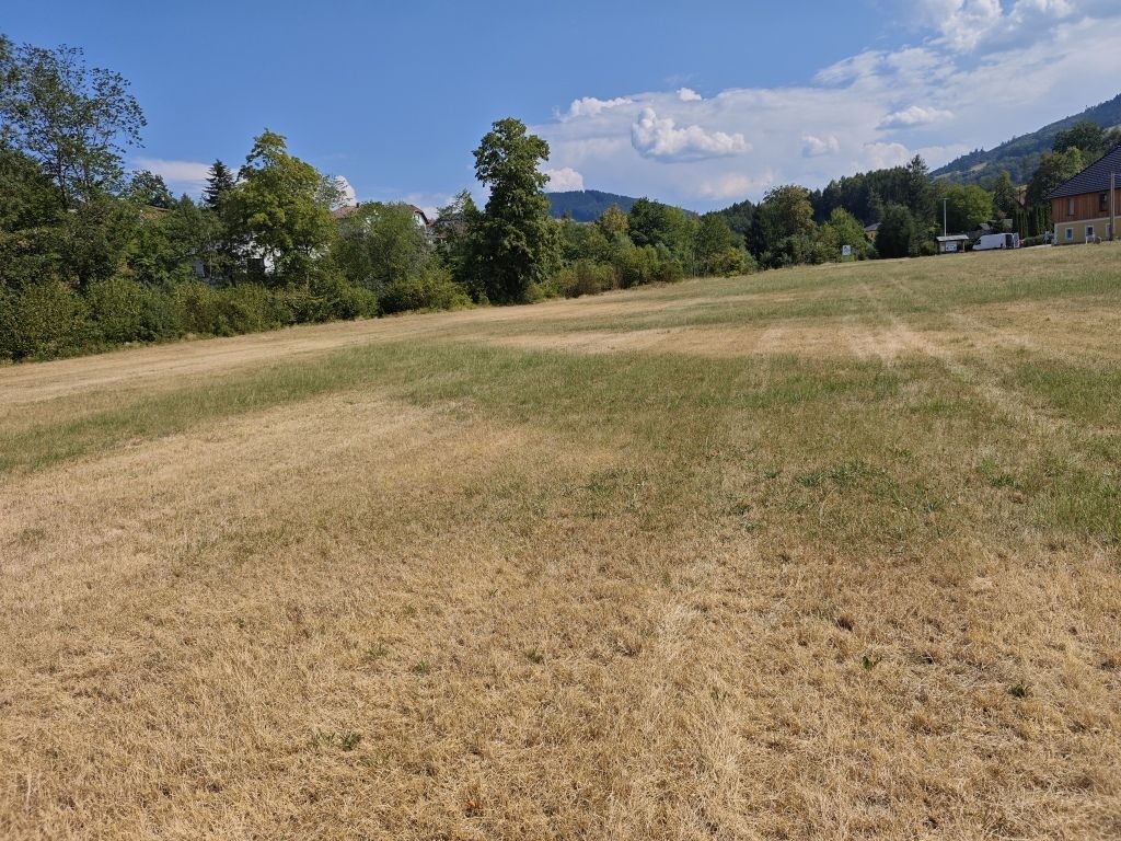 Trockenschaden in Kleinraming_LK OÖ Humer_klein.jpg © LK OÖ/Humer