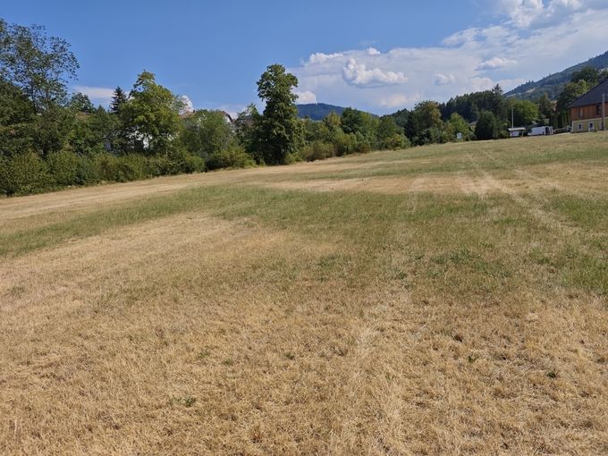 Trockenschaden in Kleinraming_LK OÖ Humer_klein.jpg © LK OÖ/Humer