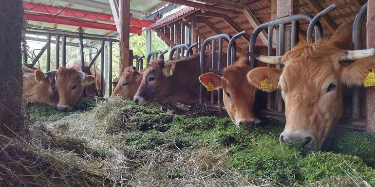 Rinder füttern © Gosch