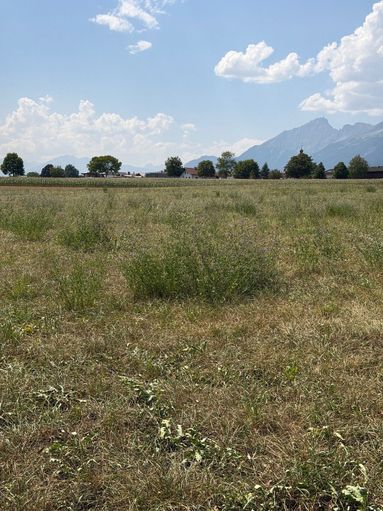 Vertrocknete landwirtschaftliche Wiese © Reinhard Egger