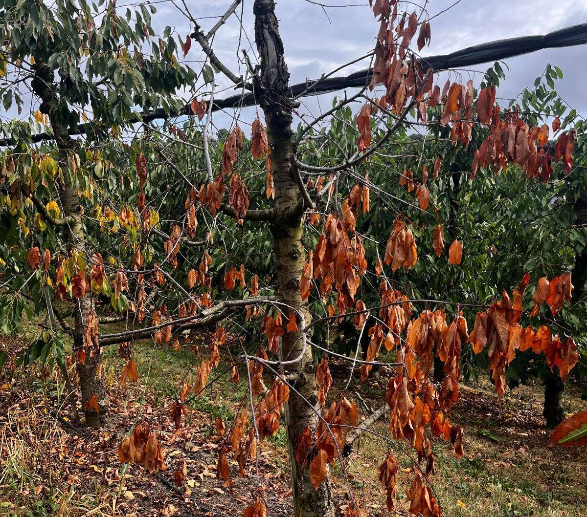 Kirschbaum Trockenheit © Muster