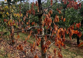 Kirschbaum Trockenheit © Muster