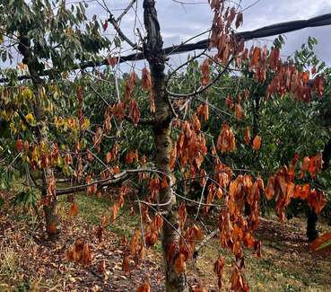 Kirschbaum Trockenheit © Muster