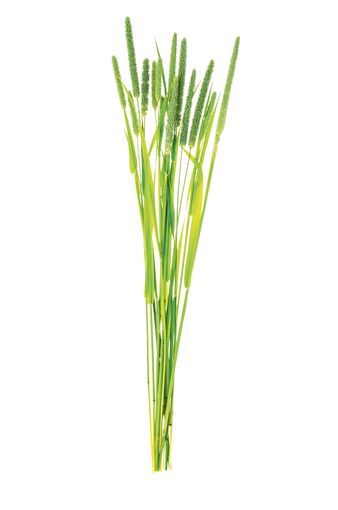 Nachsaat.jpg © AdobeStock