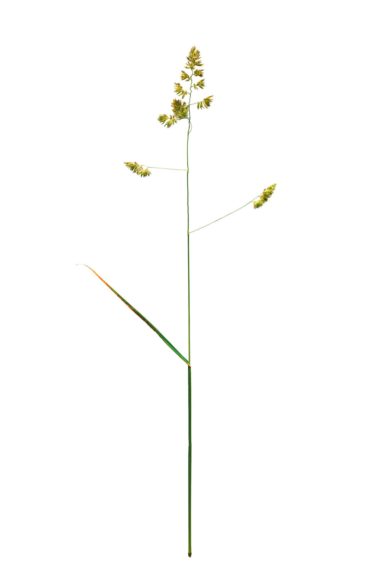 Nachsaat.jpg © AdobeStock