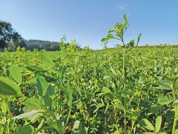 Übers Feld.jpg © Archiv