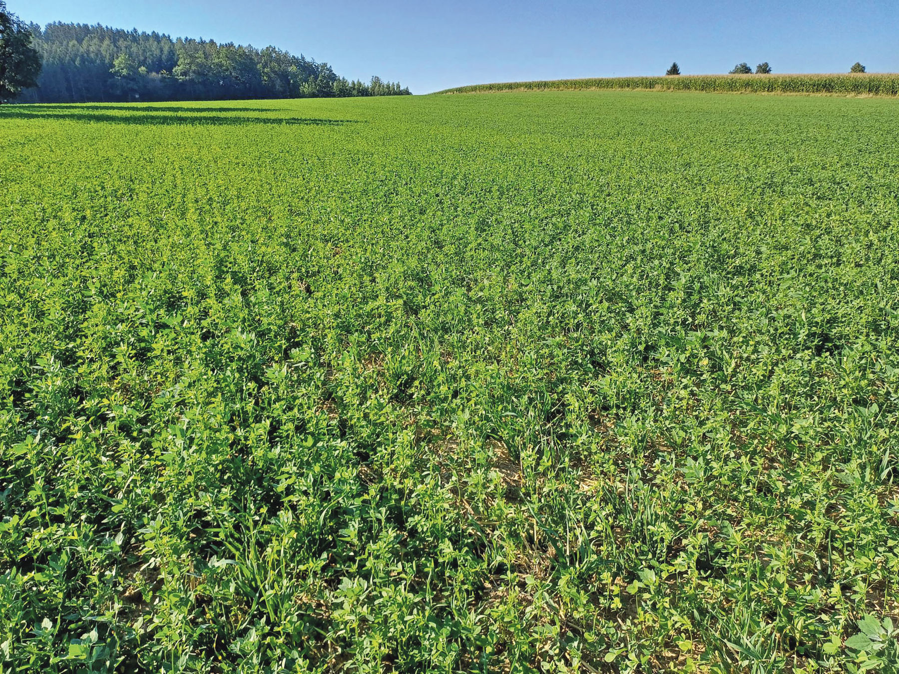 Übers Feld.jpg © Archiv