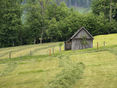 Heuernte © LFI Steiermark/Suppan