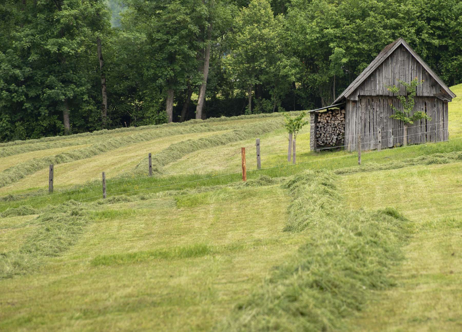 Heuernte © LFI Steiermark/Suppan