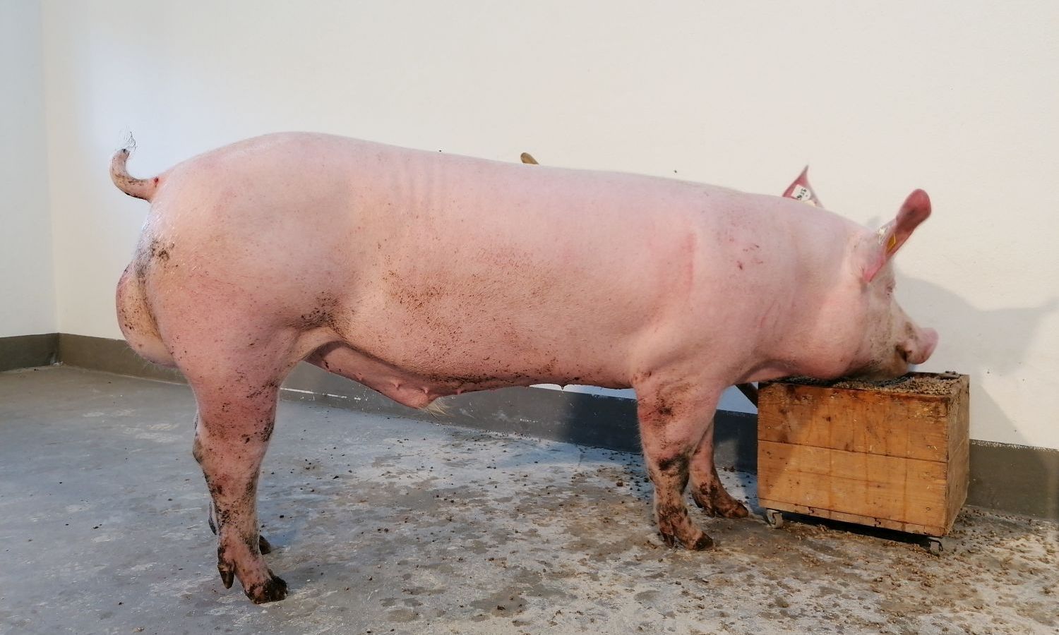 2026_08_merlo_ooe.jpg © PIG Austria
