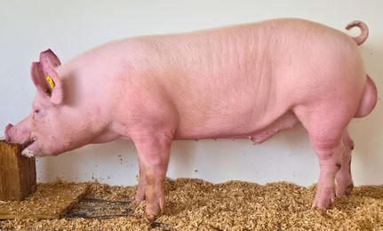 2026_08_letam_stm.jpg © PIG Austria