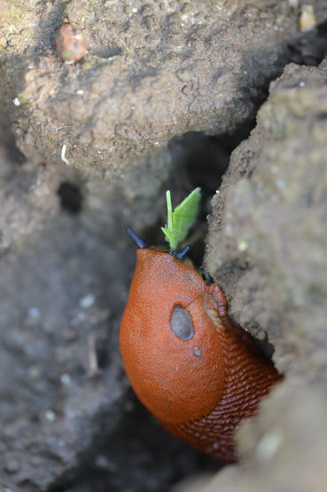 Raps-Wegschnecke 1.jpg © LK OÖ/Köppl