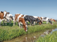 Rinder Wasser © AdobeStock/Clara