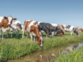 Rinder Wasser © AdobeStock/Clara