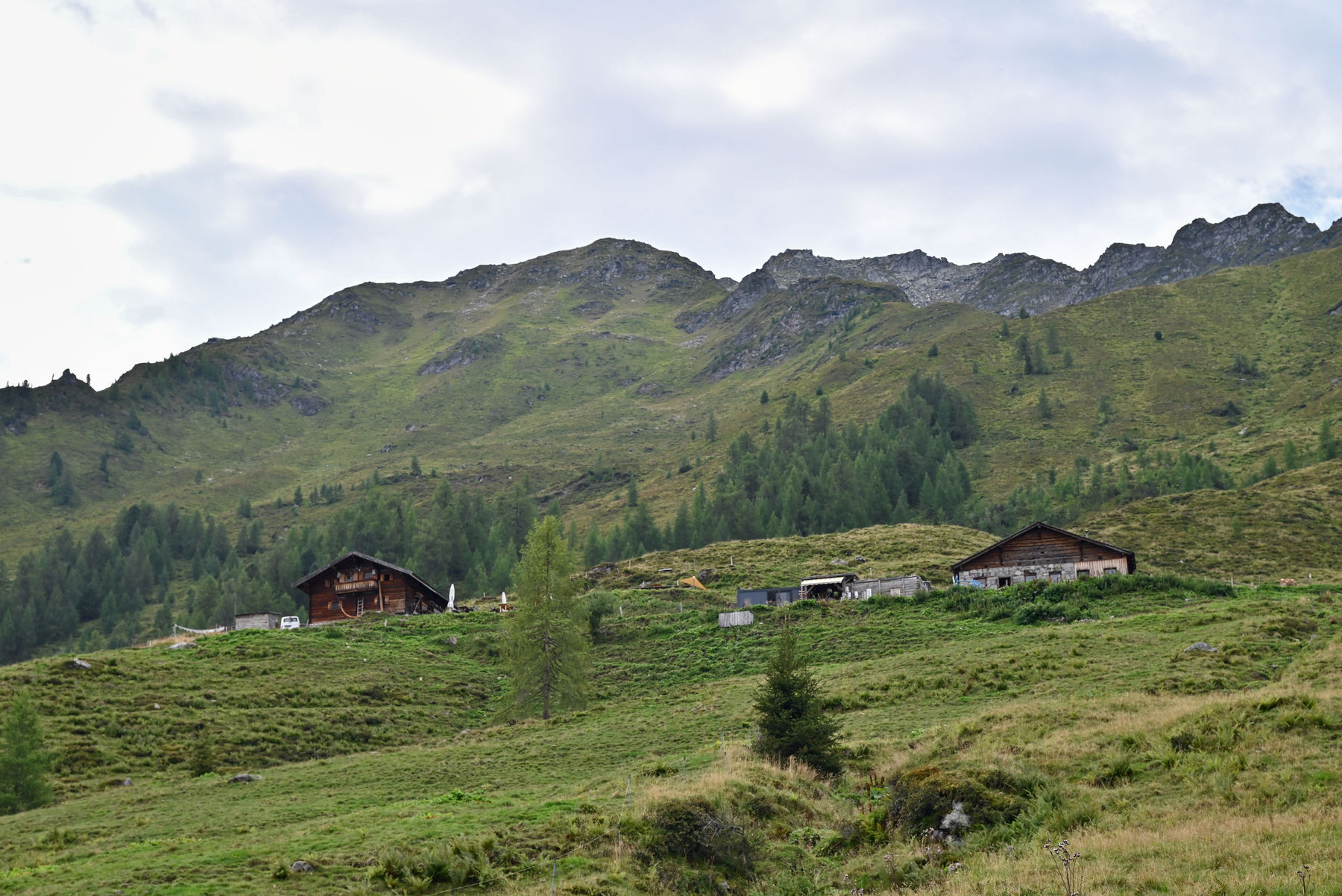 Wildalm org.jpg © Mooslechner