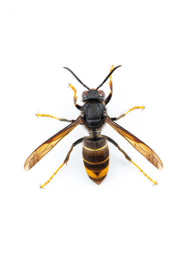 Asiatische Hornisse .jpg © Brais Seara Shutterstock.com
