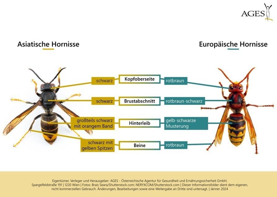 Vergleich Asiatische und Europäische Hornisse .jpg © Brais Seara Shutterstock.com