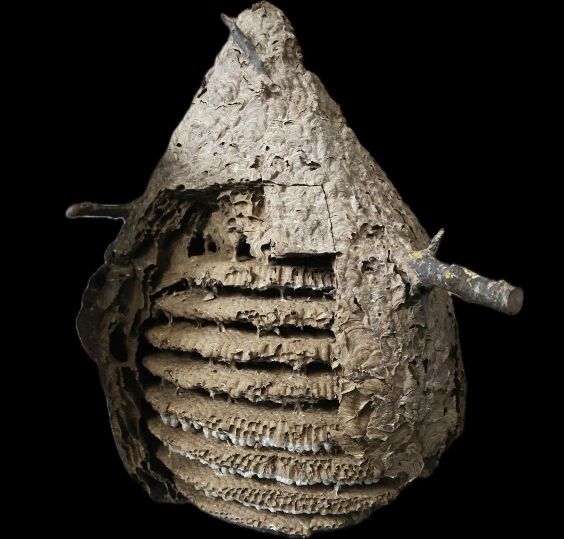 Nest der Asiatischen Hornisse .jpg © AGES Schorkopf