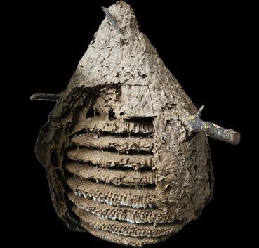Nest der Asiatischen Hornisse .jpg © AGES Schorkopf