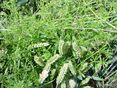 Klettenlabkraut - Kopie © Roscher