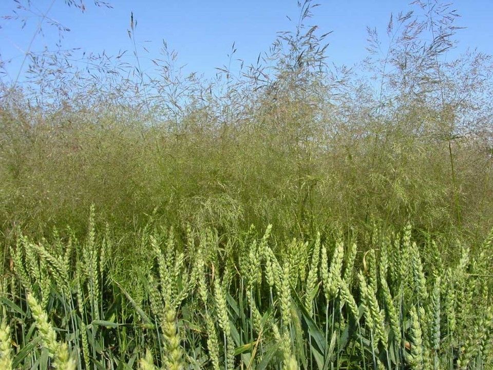 Windhalm - Kopie.jpg © Roscher